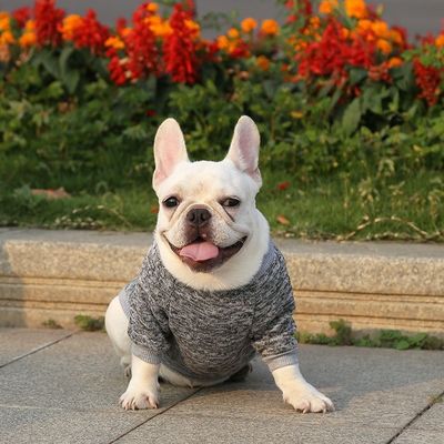 XS-XXL Couleurs différentes Accessoires Vêtements pour chiens modernes XS-XXL